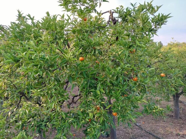 chios-orange-farm-trip-tasting-citrus-museum-visit