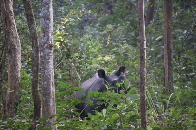 chitwan-full-day-safari-canoeing-and-jungle-walk-and-jeep
