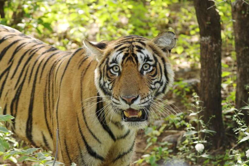 chitwan-jungle-safari-tour-with-canoe-ride-in-forest-river