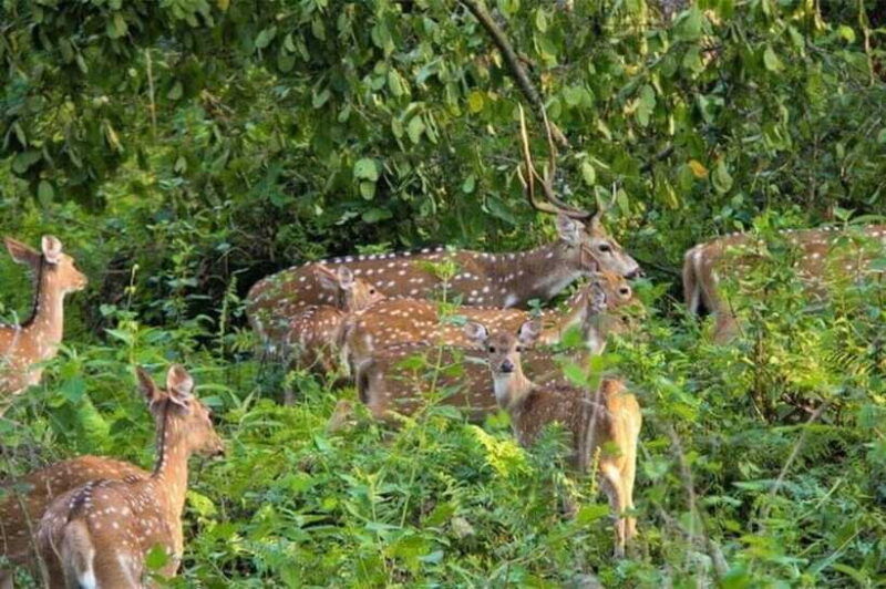 chitwan-national-park-tour