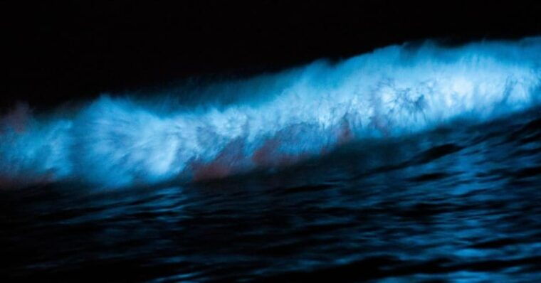 cocoa-beach-merritt-islandbioluminescent-kayak-tour