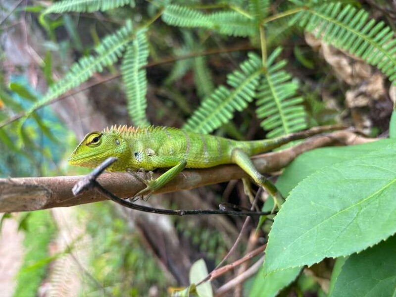 colombo-cmb-sinharaja-rainforest-day-trip-with-lunch