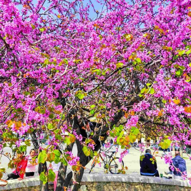 corfu-town-express-cultural-walking-tour