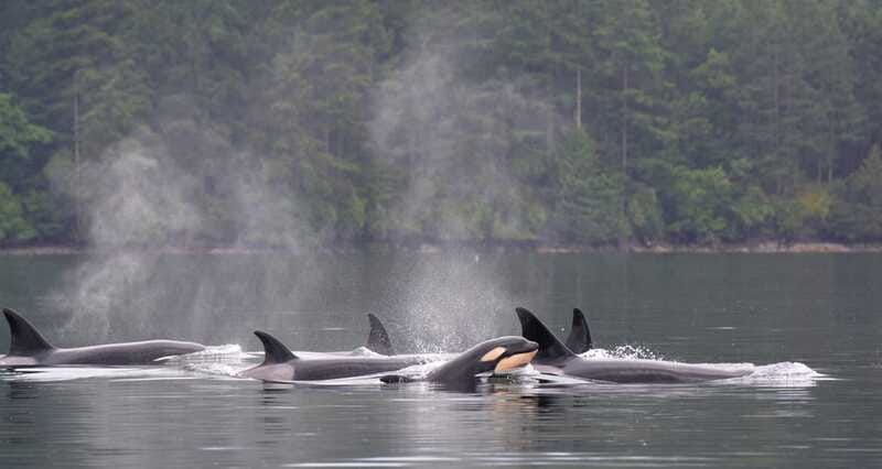 cowichan-bay-half-day-whale-wildlife-adventure