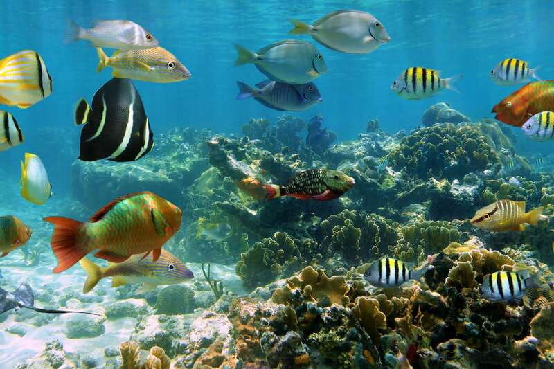 cozumel-one-tank-scuba-dive-and-full-chankanaab-park-access