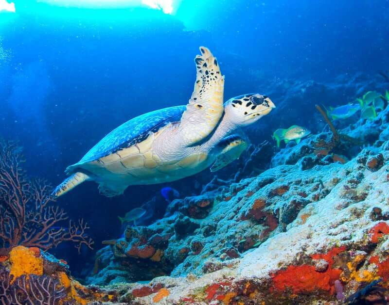 cozumel-the-sky-palancar-snorkel-with-open-bar-ceviche