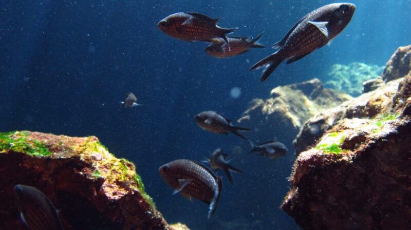 crete-chania-guided-diving-experience-for-certified-divers