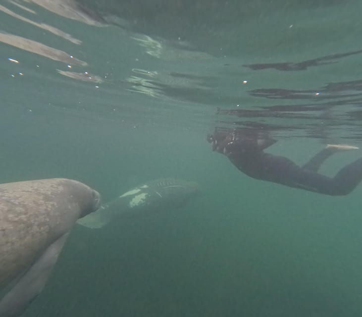 crystal-river-guided-manatee-snorkeling-tour