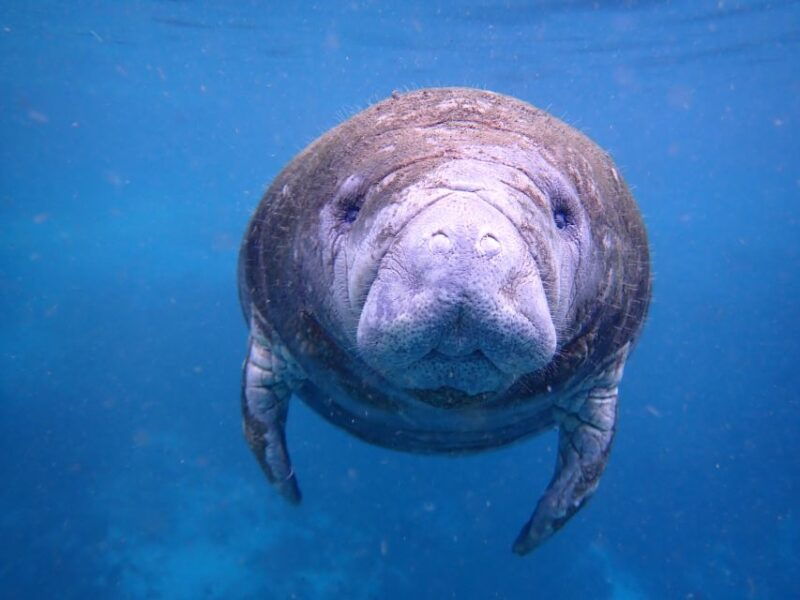 crystal-river-manatee-swim-group-tour