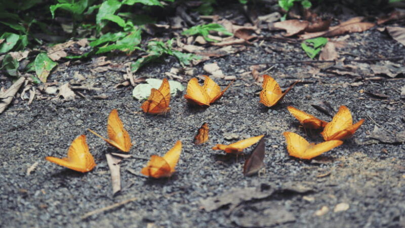 cuc-phuong-national-park-hiking-tour