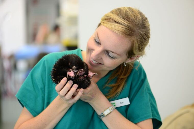 currumbin-wildlife-sanctuary-entry-ticket
