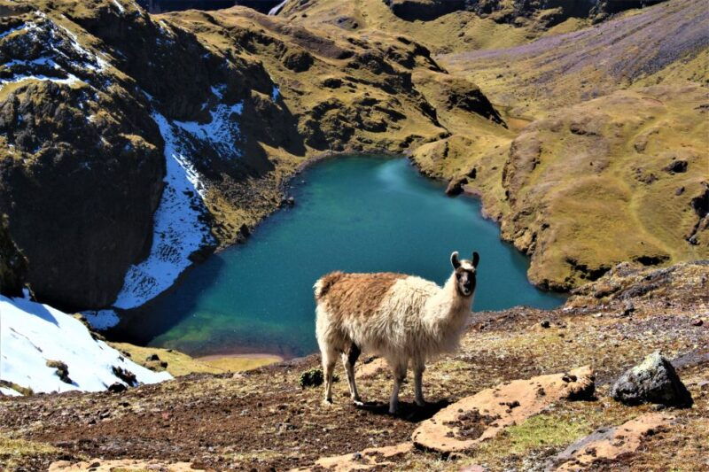 cusco-4-day-lares-trek-machu-picchu-panoramic-train
