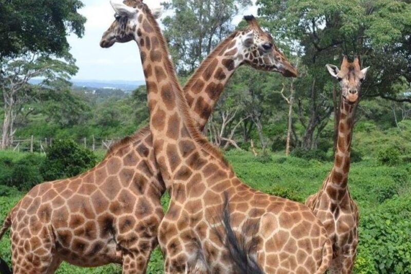 day-tour-david-sheldrick-elephant-trust-giraffe-center