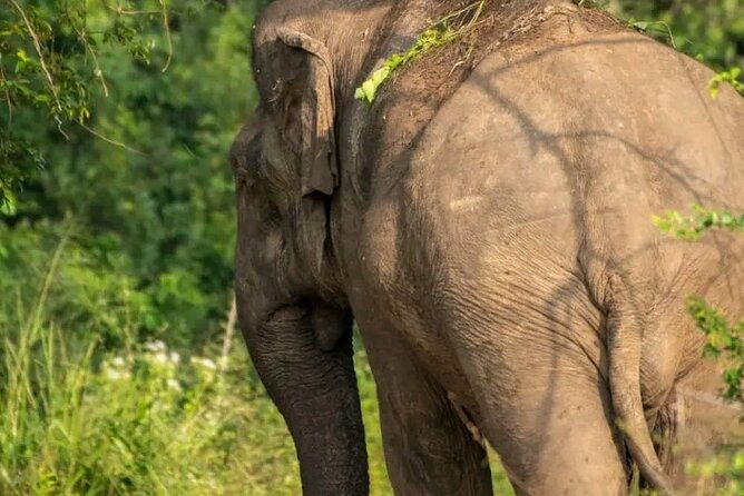 Day Tour from dambulla to Sigiriya & Polonnaruwa - The Sum Up