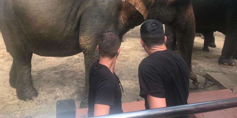 day-tour-to-elephant-orphanage-spice-garden