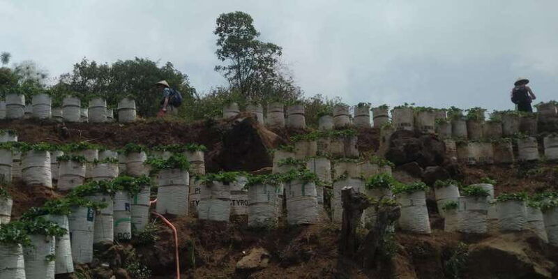 day-trip-white-crater-ciwidey-bandung-all-in-tour-guide