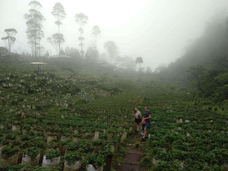daytrip-costum-white-crater-volcano-mount-tour-guide-bandung