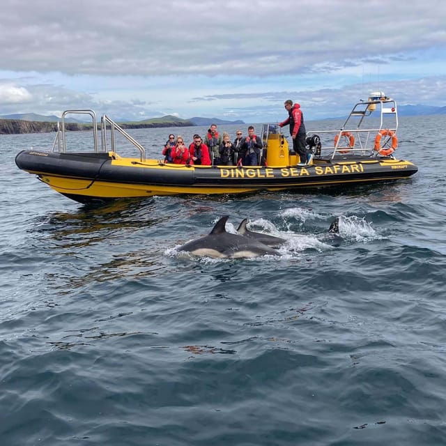 dingle-sea-safari-by-rib-boat