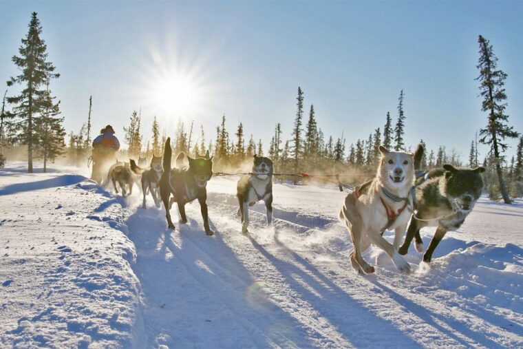 dogsledding-in-kiruna-transfer-from-abisko-fika-included