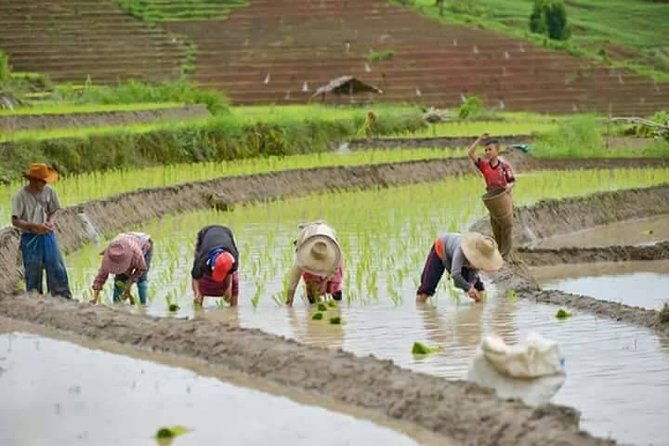 Doi inthanon National Park + 2Hour Fantastic Trekking with Lunch - FAQs