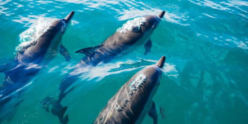 dolphin-watching-in-trincomalee