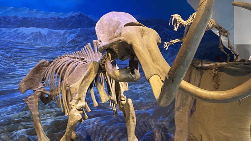 drumheller-full-day-tyrrell-museum-canyon-adventure