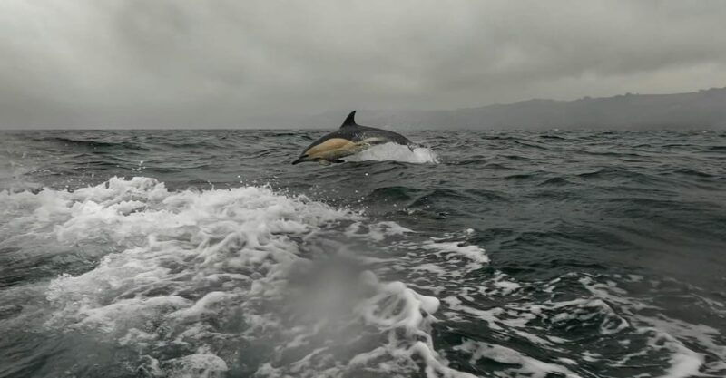 dublin-history-and-wildlife-boat-tour-with-live-commentary