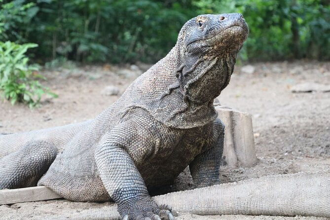 Early Bird Speedboat Group Tour : Explore Komodo Ahead of Crowds - Wrapping It Up