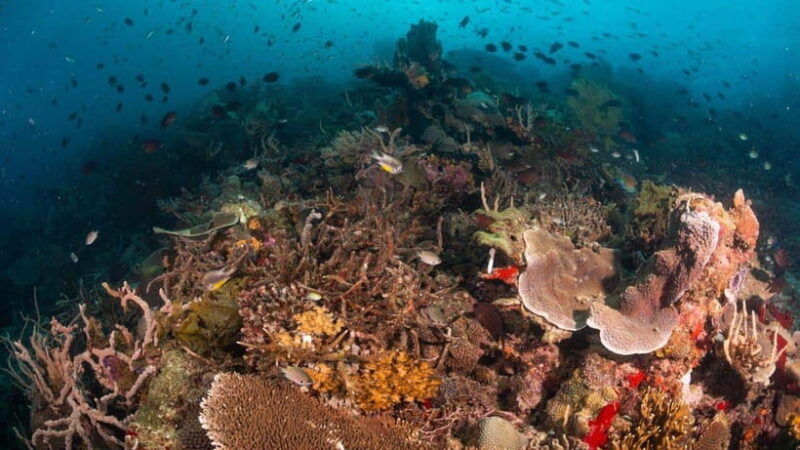 el-nido-discover-scuba-diving-with-manta-rays-in-sibaltan