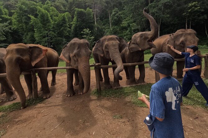 Elephant care program at Chiangmai Elephant Care - Lunch and Relaxation