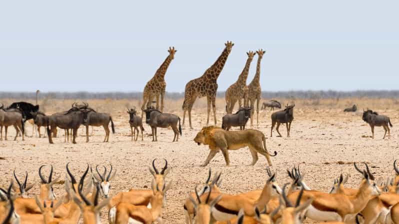 etosha-national-park-swakopmund-tour