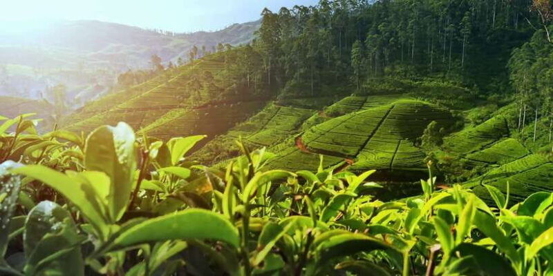 exclusive-nuawara-eliya-horton-plains-and-tea-factory-tour