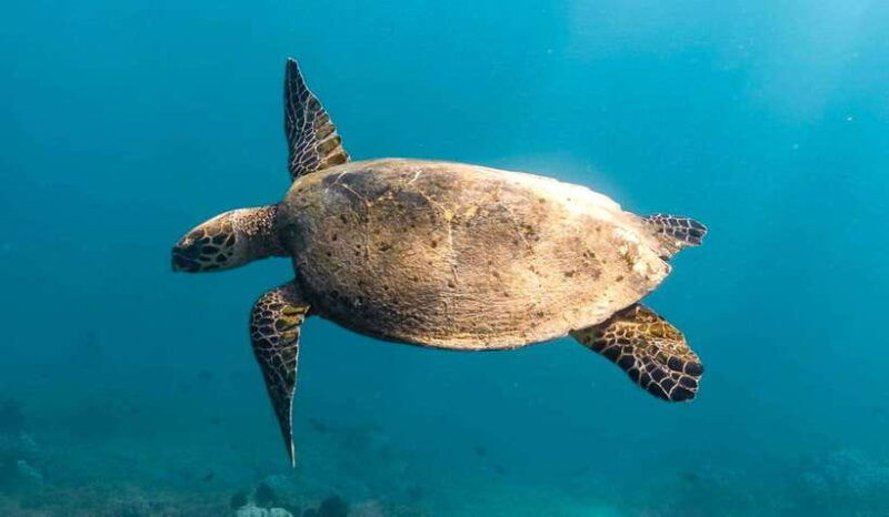 exclusive-snorkeling-experience-to-gili-gede-and-4-gilis