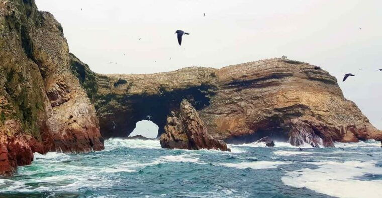 excursion-ballestas-islands-and-paracas-national-reserve-3