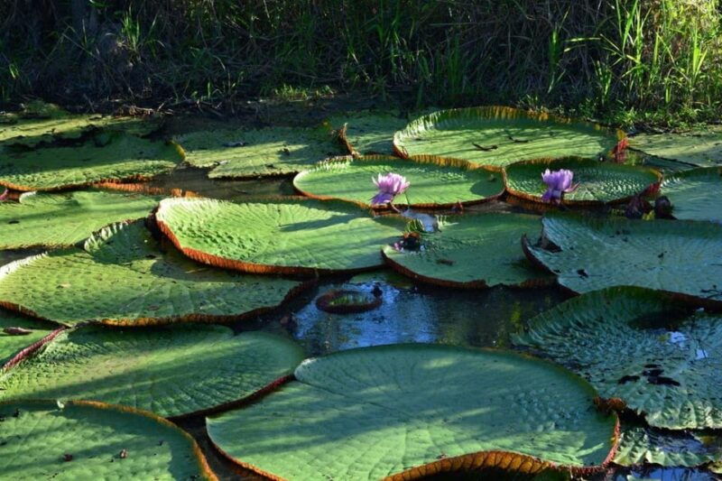 excursion-to-the-amazon-river