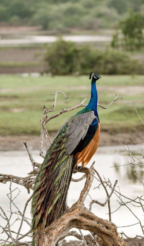 explore-the-magic-of-sri-lanka-in-7days-4-star-hotels-incl