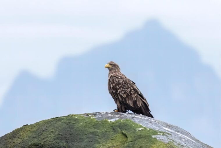 explore-the-norwegian-fjords-and-the-wildlife-from-abisko-2
