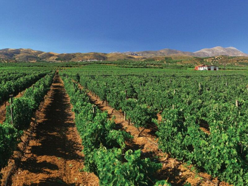 explore-the-secrets-of-wine-and-olives-in-rethymno-2