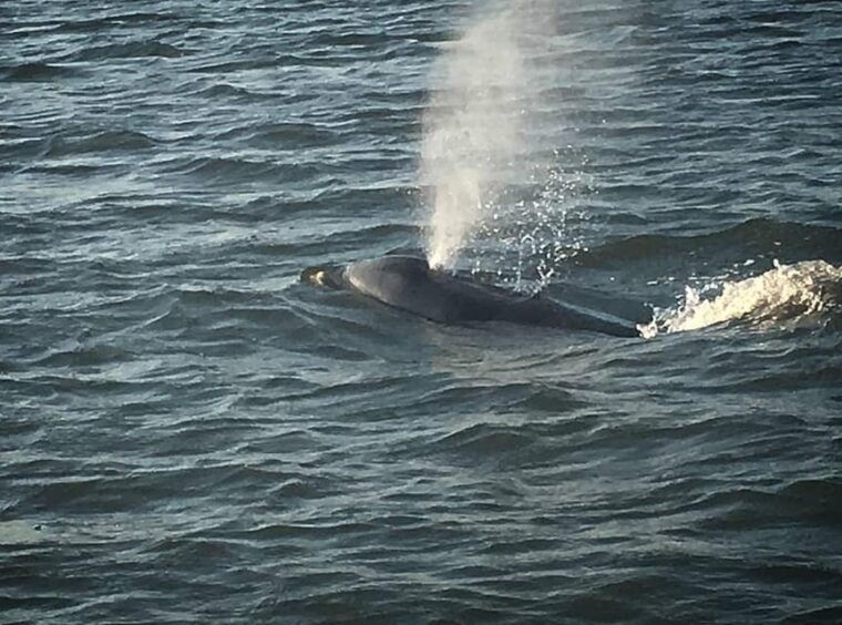 folly-beach-morning-dolphin-boat-trip-to-morris-island