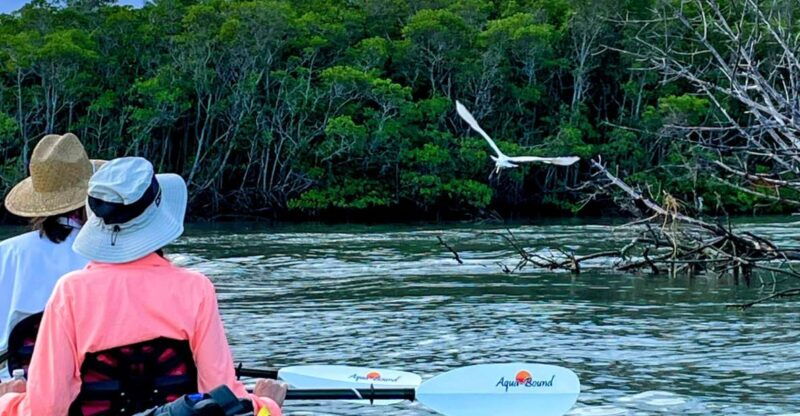 fort-pierce-4-hr-mangroves-dolphin-watch-sandbar-in-fl