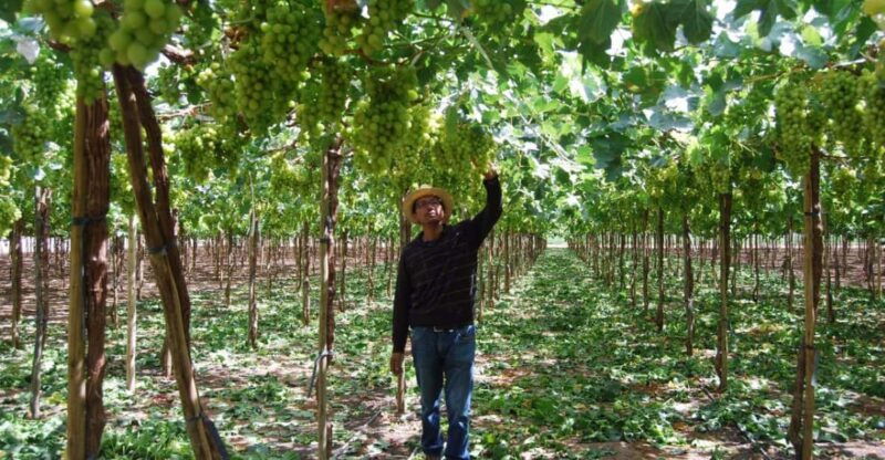 from-arequipa-pisco-and-wine-tour-through-the-majes-valley