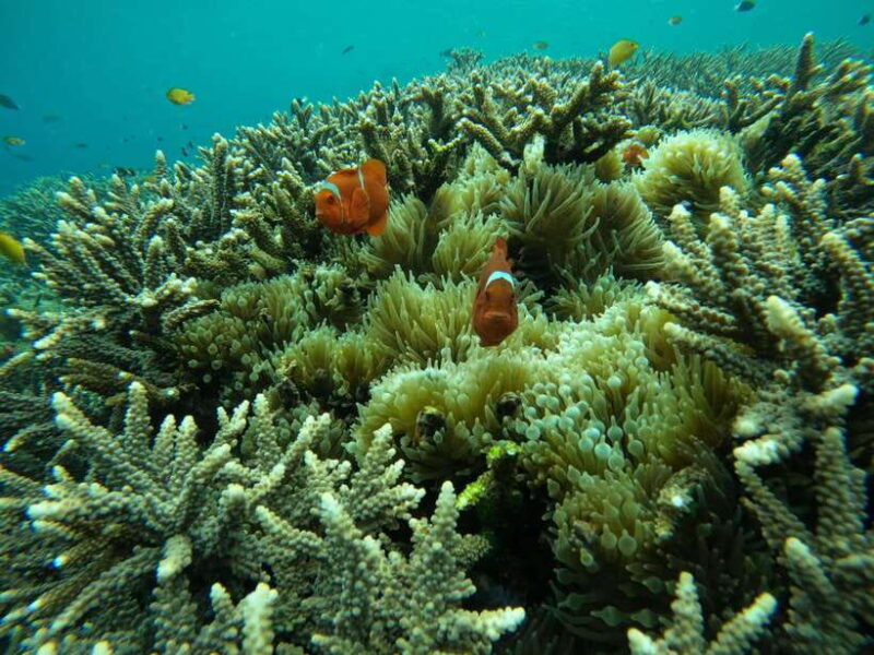 from-bali-half-day-snorkeling-3-spots-to-lembongan-penida