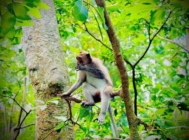 from-bali-saraswati-temple-monkey-forest-ubud-waterfalls