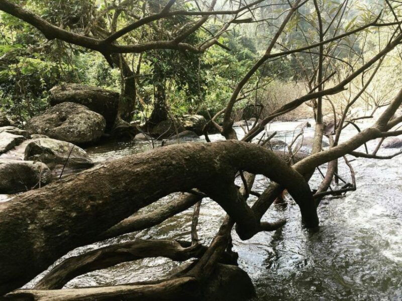 from-bangkok-khao-yai-national-park-jungle-trek-with-lunch