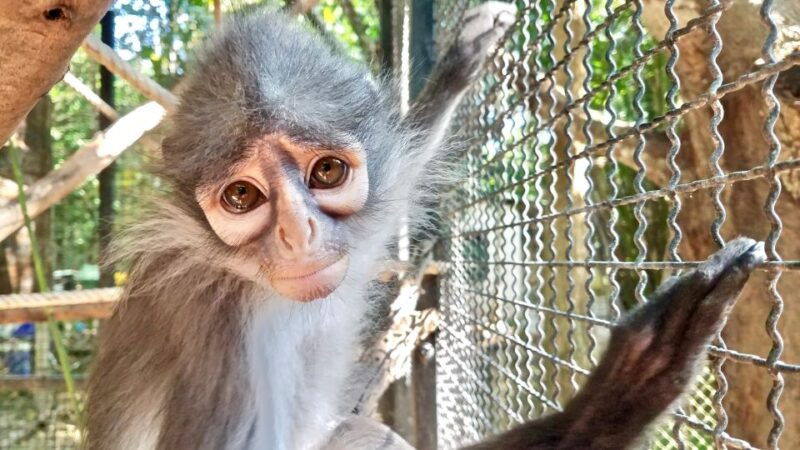 from-bangkok-wildlife-rescue-and-elephant-rescue-tour