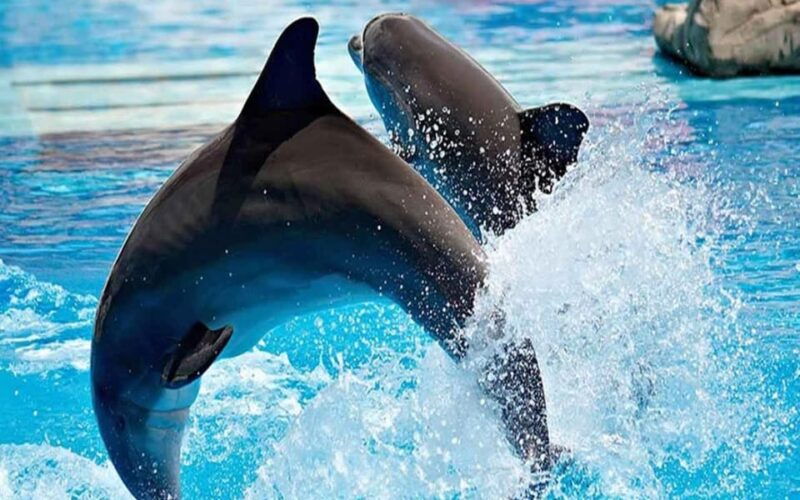 from-belek-dolphin-show-with-transfers