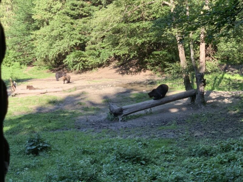 from-brasov-bear-watching-in-the-wild