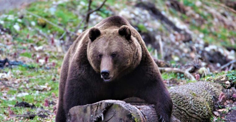 from-brasov-brown-bear-watching-in-the-carpathian-mountains