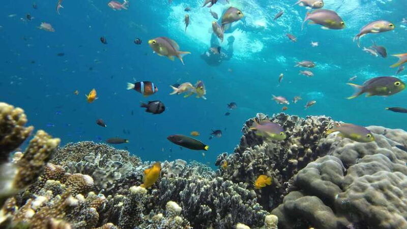 from-cebu-city-moalboal-pescador-snorkeling-tour-lunch