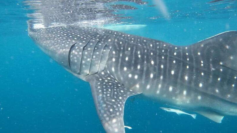 from-cebu-city-scuba-diving-adventure-with-whale-sharks